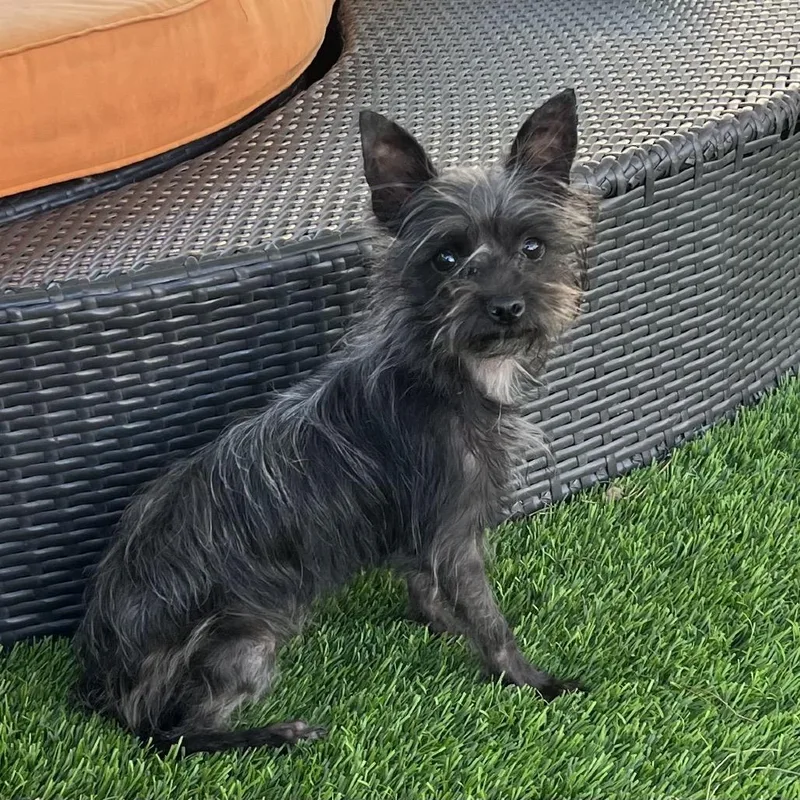 An adult small-sized female Black Terrier dog named Artemis for adoption in Las Vegas, NV