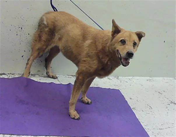 A senior small-sized female Labrador Retriever dog named Lilly for adoption in Houston, TX