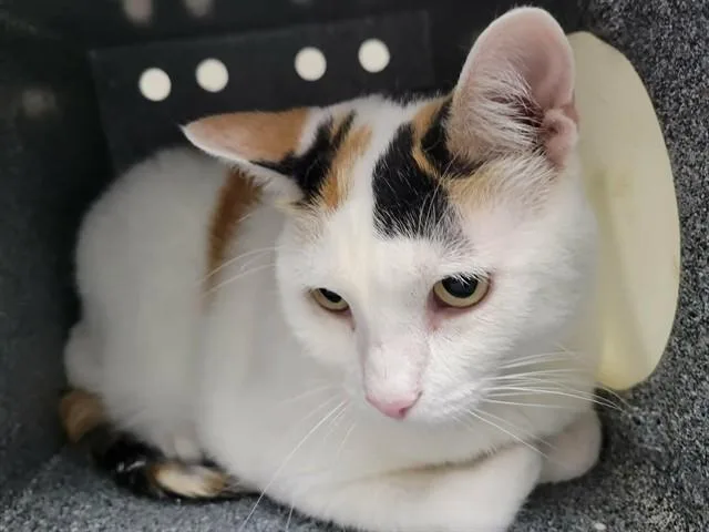 An adult large-sized female Domestic Short Hair cat named Samantha for adoption in Naples, FL