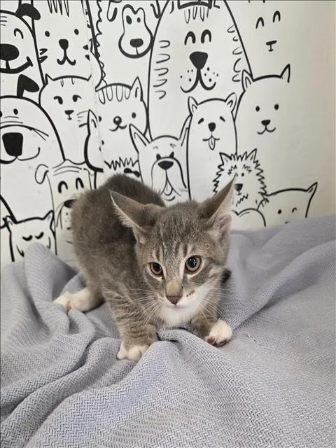 A baby small-sized male Domestic Short Hair cat named Luigi for adoption in San Pedro, CA