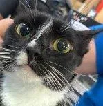 A young small-sized female Black & White / Tuxedo Domestic Short Hair cat named Hyrule for adoption in Raleigh, NC