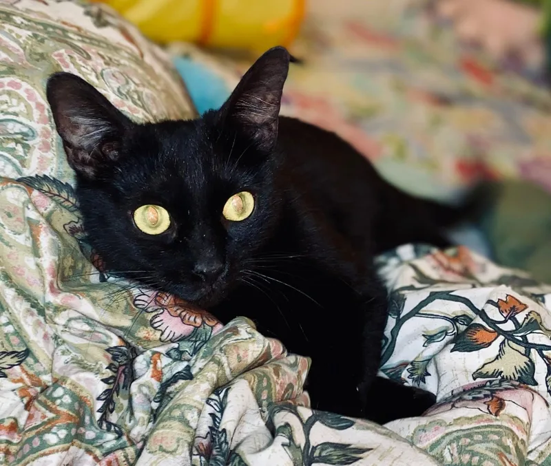 A young medium-sized female Black Domestic Short Hair cat named Agatha – Sleek Beauty for adoption in Prescott, AZ
