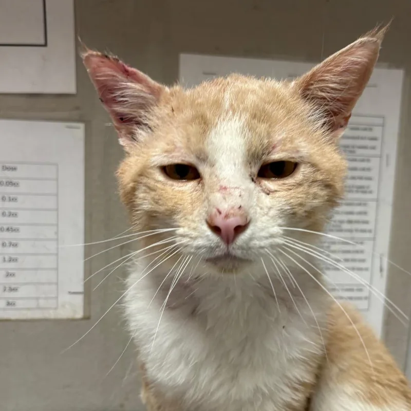 A senior medium-sized female Tortoiseshell Domestic Short Hair cat named Tazzz for adoption in Yuma, AZ