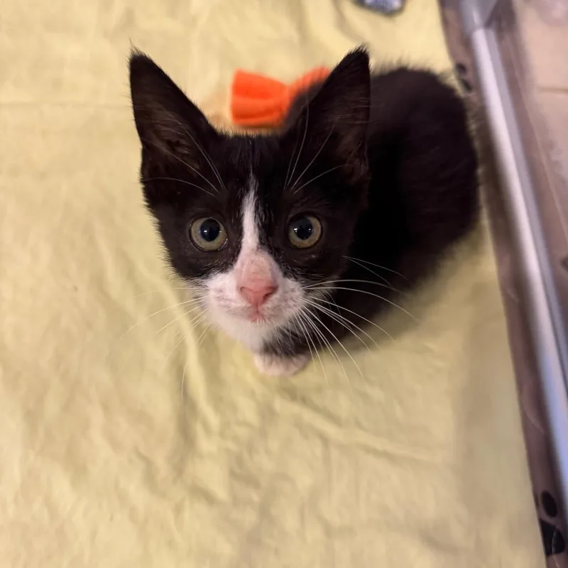 A baby small-sized female Black Domestic Short Hair cat named Blair for adoption in Naples, FL