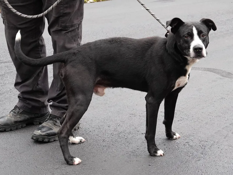 An adult medium-sized male Black Terrier dog named Brody for adoption in Millfield, OH