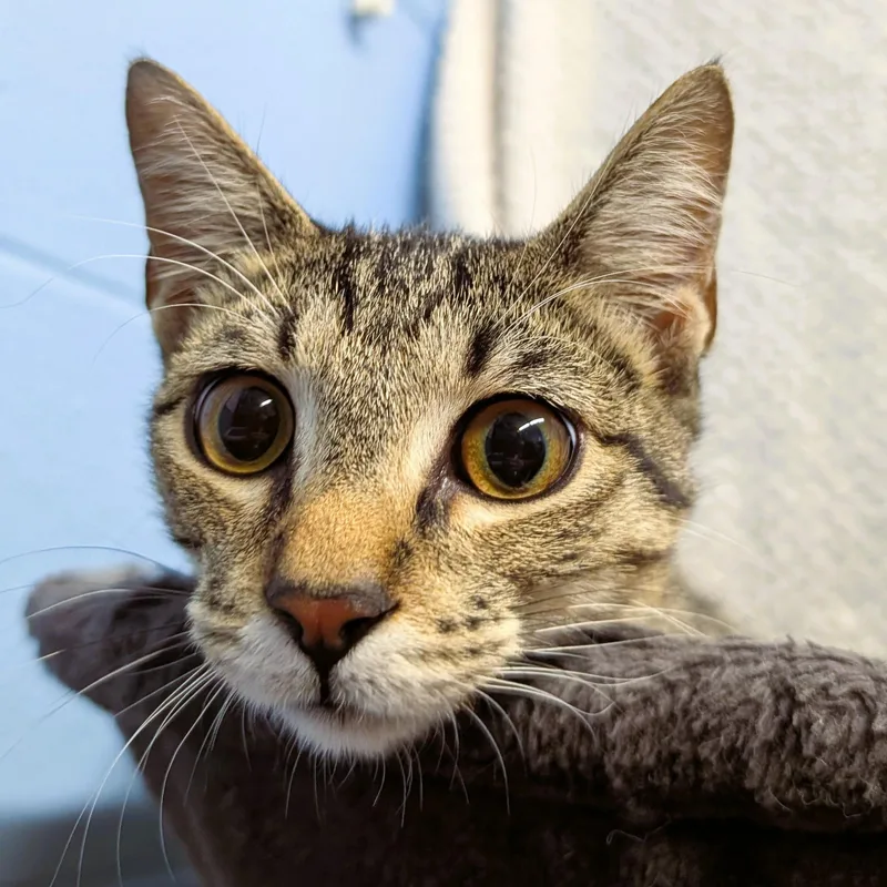 A baby medium-sized male Domestic Short Hair cat named Treat for adoption in Lowell, AR