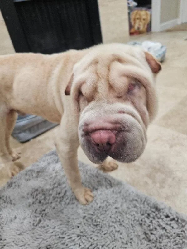 An adult medium-sized male Shar-Pei dog named Chase for adoption in Lake Forest, CA