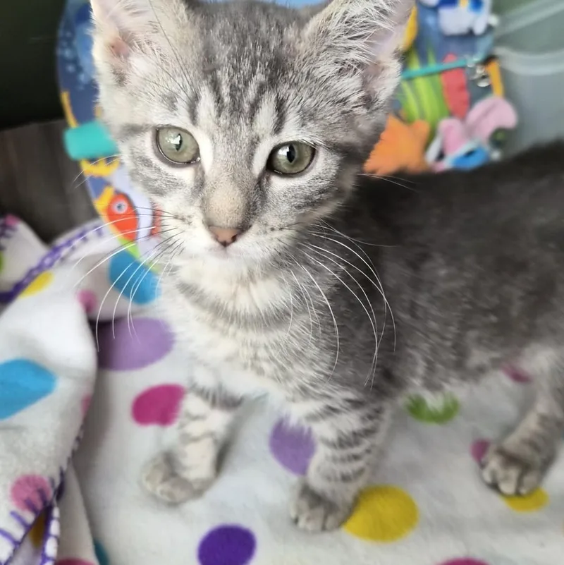 A young medium-sized male Tabby (Gray / Blue / Silver) Domestic Short Hair cat named Corned Beef for adoption in Baltimore, MD