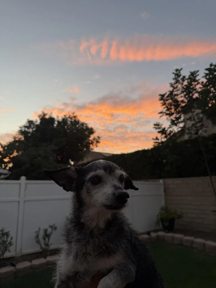Pepper thumbnail 2