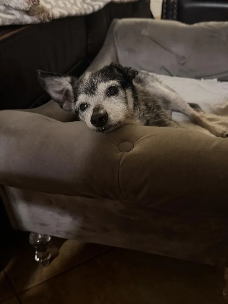 Pepper thumbnail 3
