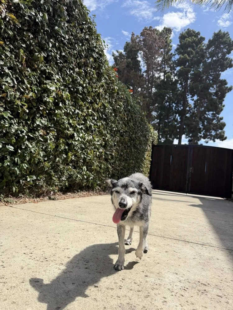 Pepper thumbnail 4