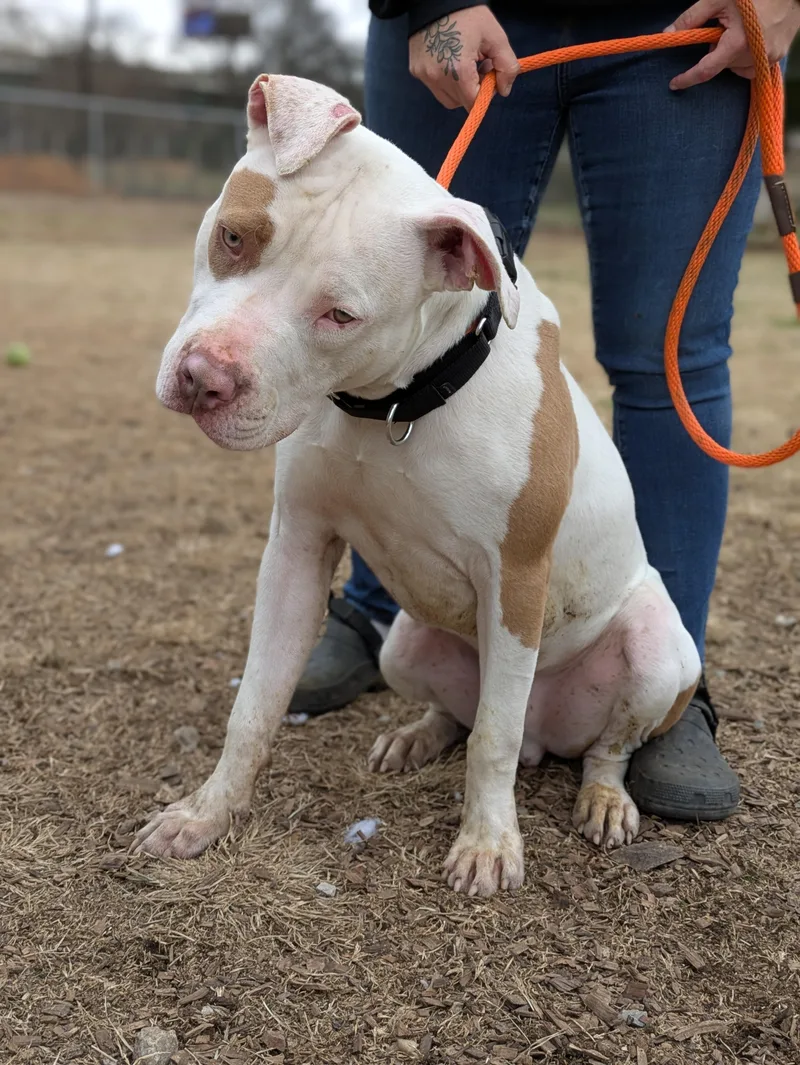 Porkchop thumbnail 2