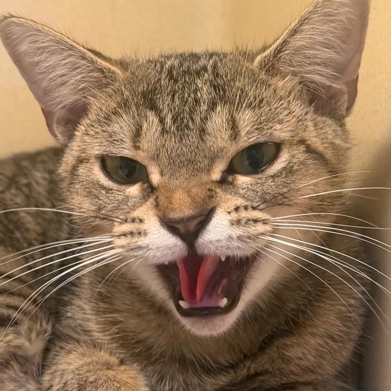 A baby small-sized female Buff / Tan / Fawn Domestic Short Hair cat named Puddle for adoption in Beckley, WV