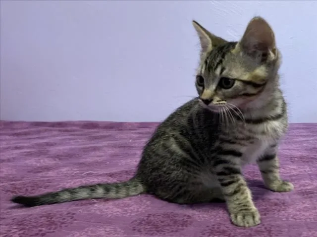 A baby small-sized male Brown / Chocolate Domestic Short Hair cat named Black Bart for adoption in Woodland, CA