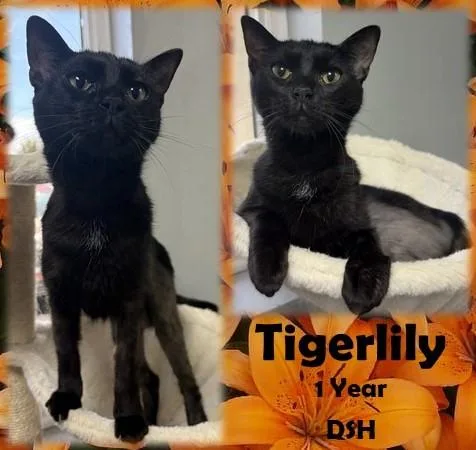An adult medium-sized female Black Domestic Short Hair cat named Tigerlily for adoption in Franklin, IN