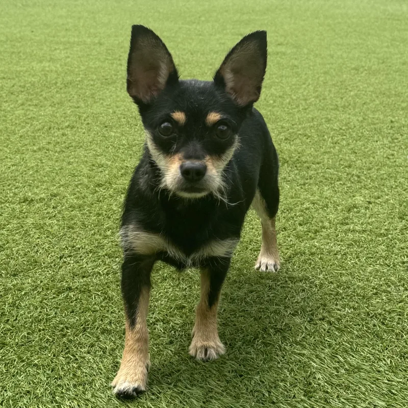 A young small-sized female Black Chihuahua dog named Minnie for adoption in Sugar Land, TX