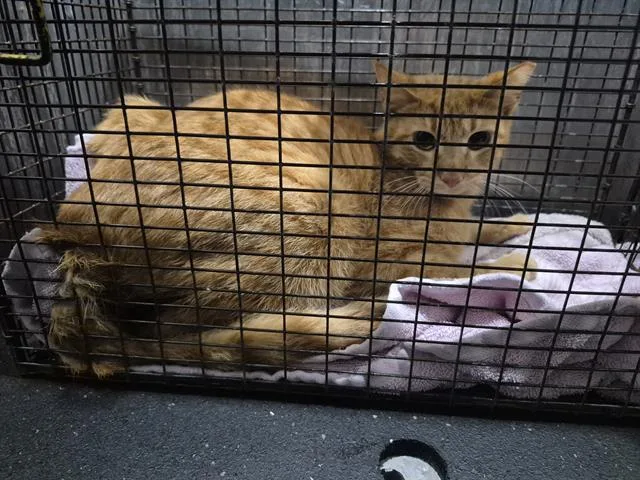 An adult medium-sized male Domestic Short Hair cat named Swiper for adoption in San Antonio, TX