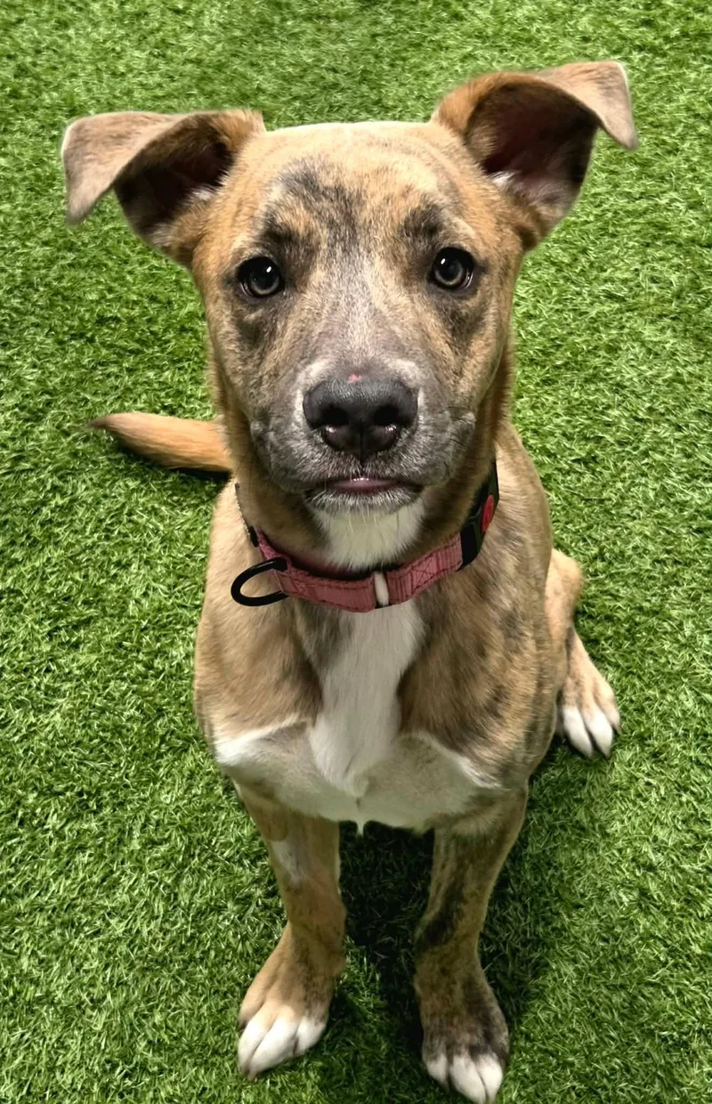 A young large-sized female Pit Bull Terrier dog named Latte Lou for adoption in Racine, WI