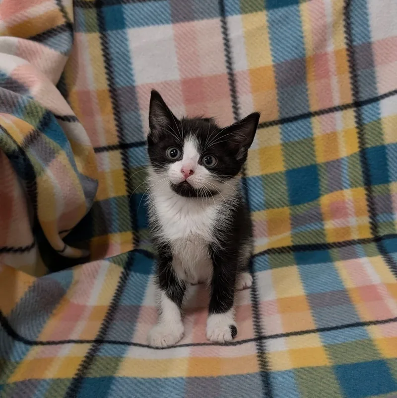 A baby medium-sized male Black & White / Tuxedo Domestic Short Hair cat named Louis Vuitton for adoption in Davison, MI