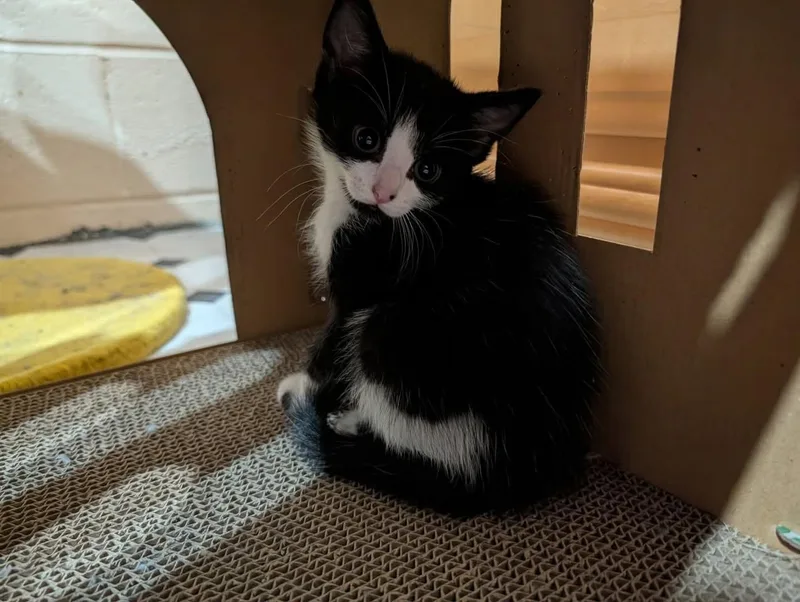 Louis Vuitton thumbnail 2