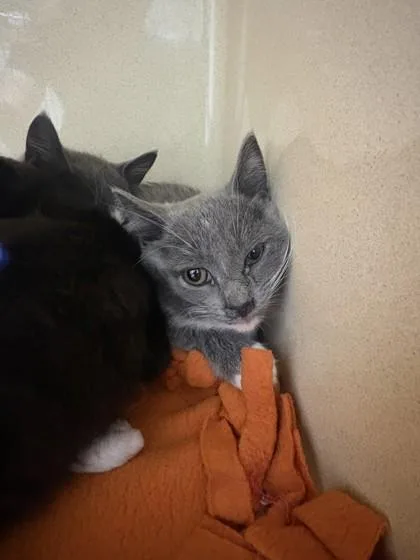 A baby medium-sized female Domestic Short Hair cat named Lever for adoption in Pequot Lakes, MN
