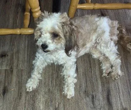 An adult small-sized female Shih Tzu dog named Sweetie for adoption in Grafton, WI