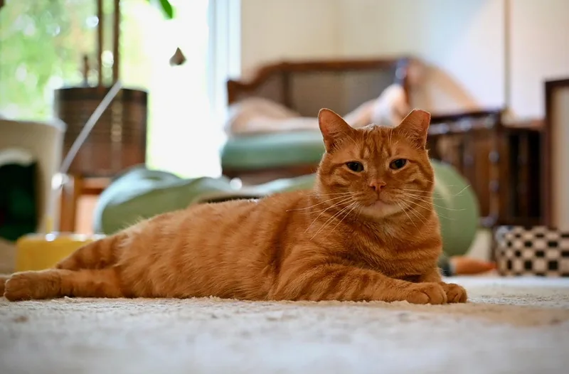 An adult large-sized male Orange / Red Domestic Short Hair cat named Meet Larry  the for adoption in Austin, TX