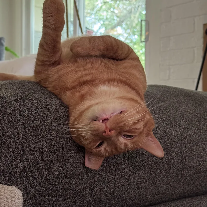 Meet Larry  the thumbnail 3