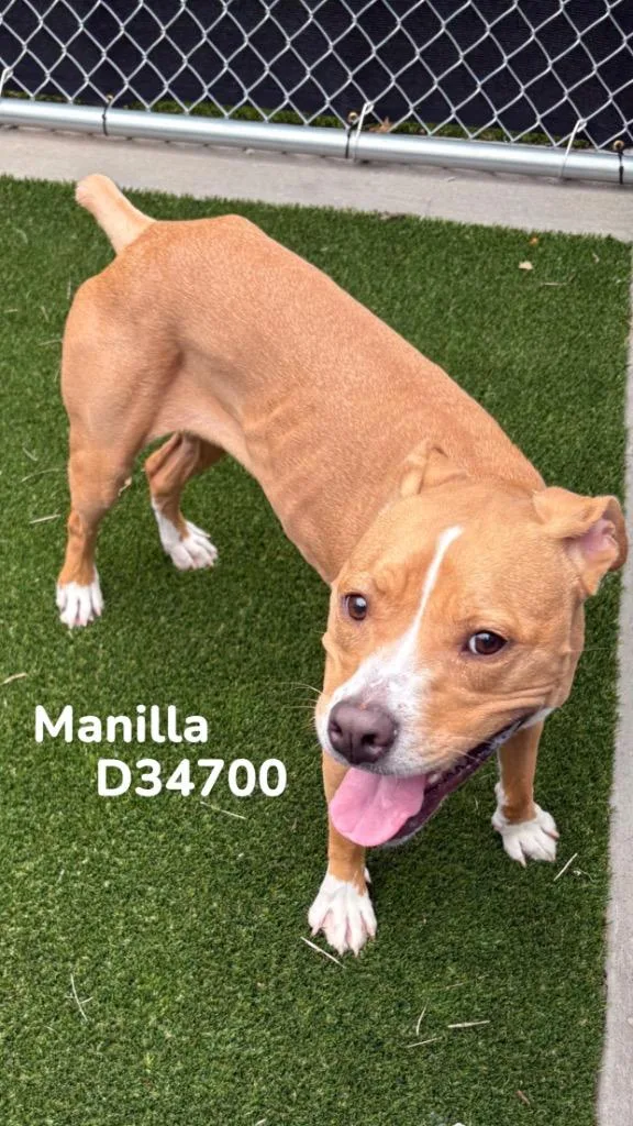 Manilla thumbnail 2