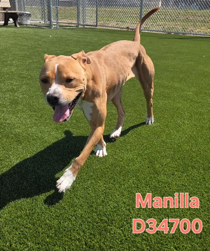 Manilla thumbnail 3