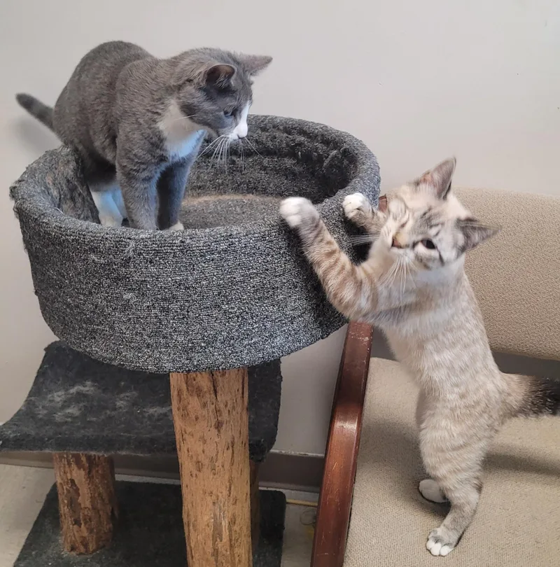 A young medium-sized male Gray & White Siamese cat named Bounce for adoption in Shelbyville, TN