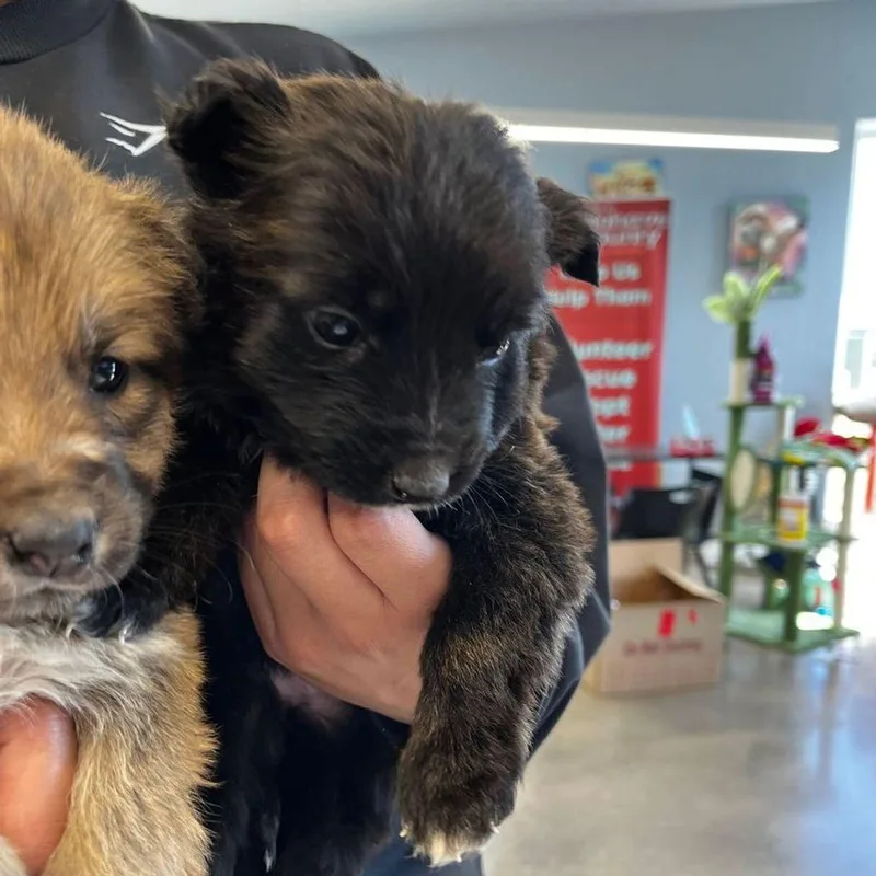 Macaroniwinter thumbnail 2