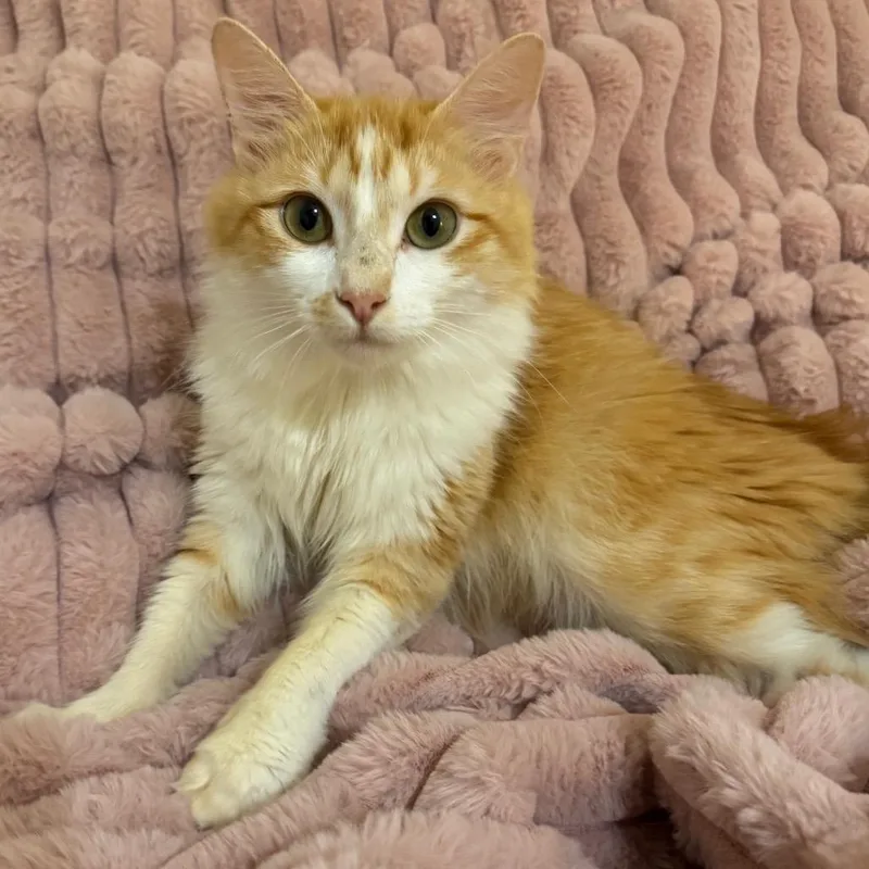 An adult medium-sized female Domestic Long Hair cat named Persia for adoption in Cumming, GA