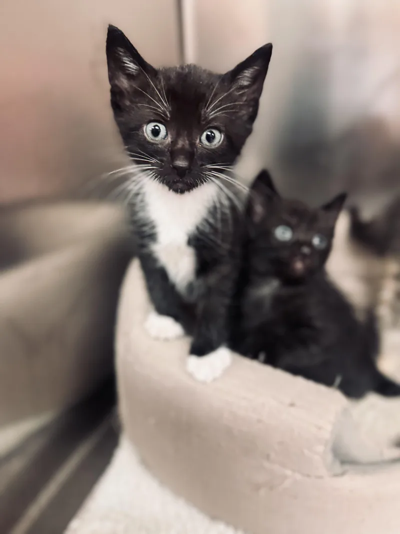 Tuxedo thumbnail 2
