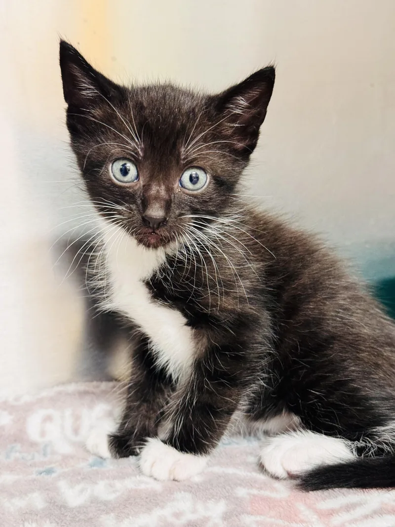 Tuxedo thumbnail 3