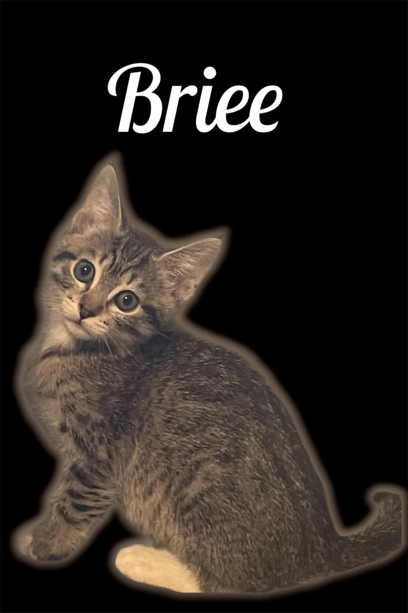 A baby small-sized female Tabby (Brown / Chocolate) Domestic Short Hair cat named Briee for adoption in Auburn, CA