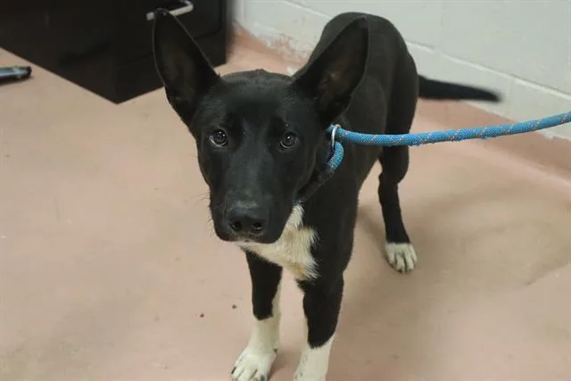 A young medium-sized male Mixed Breed dog named Pluto for adoption in Columbia, SC