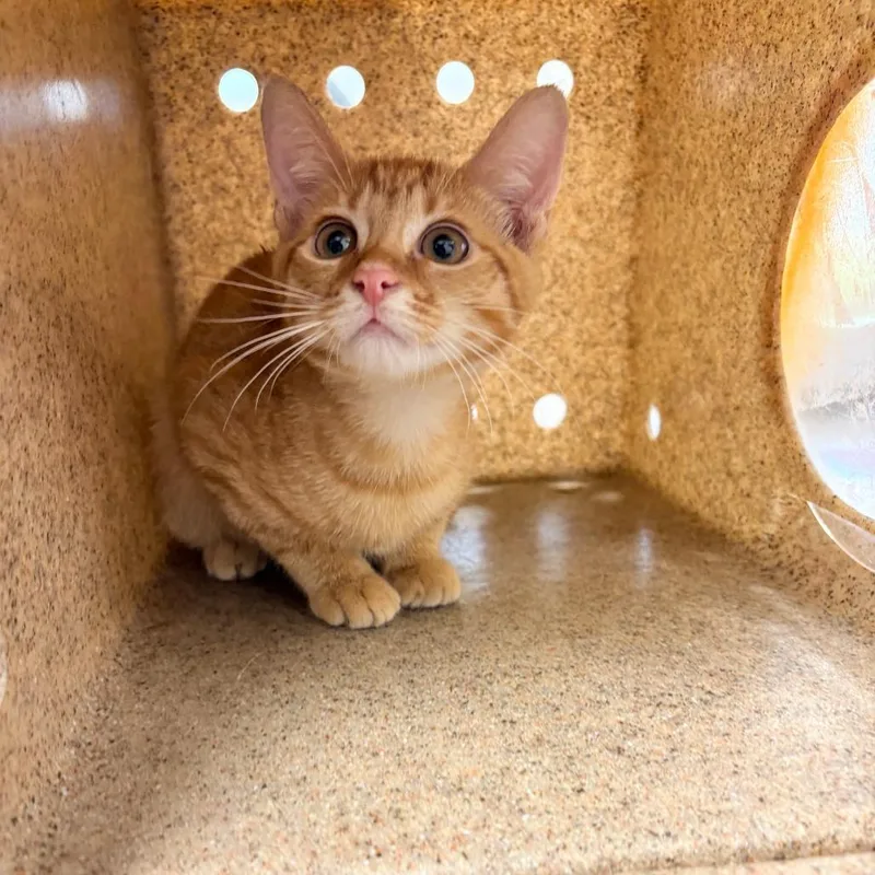 A baby small-sized male Orange / Red Domestic Short Hair cat named Mango Bean for adoption in Philadelphia, PA