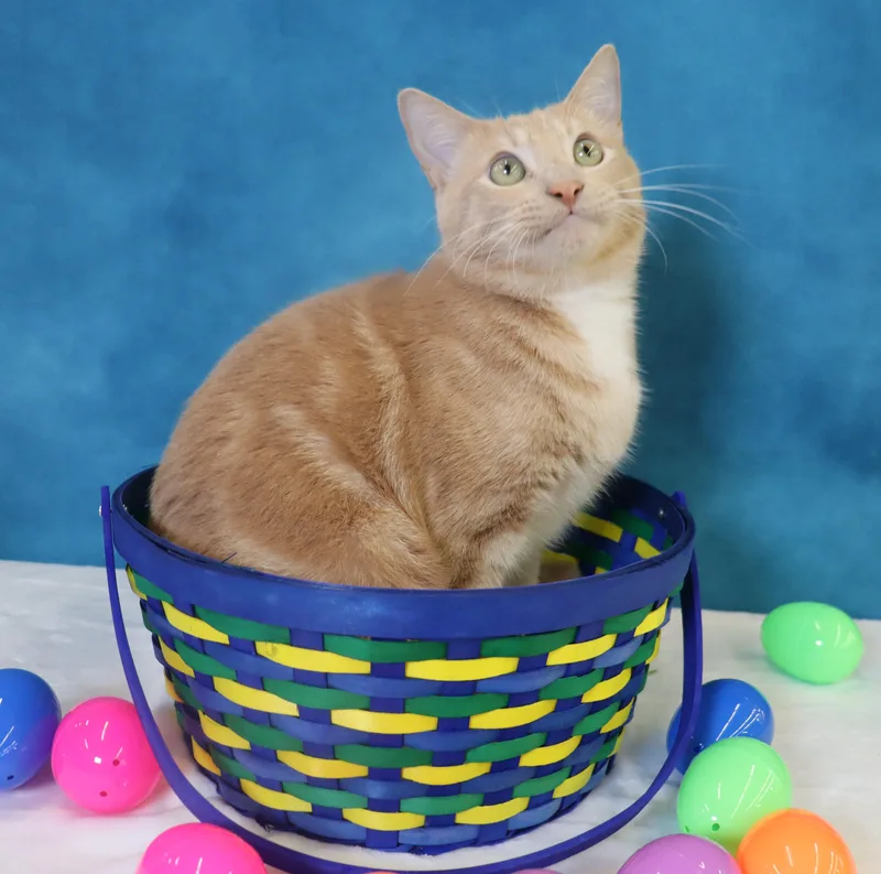 Spam  Purrsonality Plus! thumbnail 2