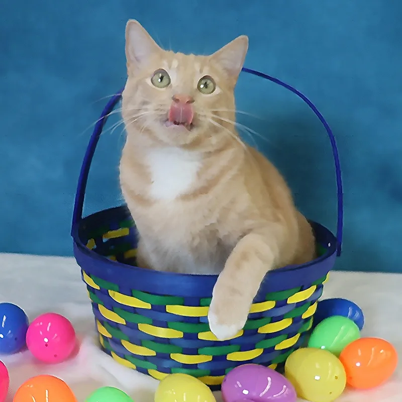 Spam  Purrsonality Plus! thumbnail 3