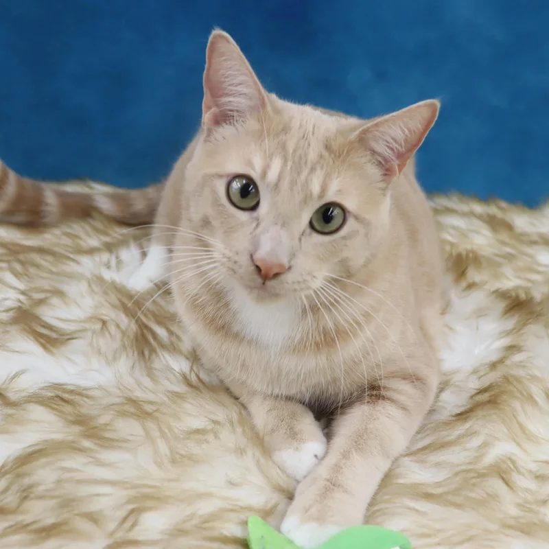 Spam  Purrsonality Plus! thumbnail 4