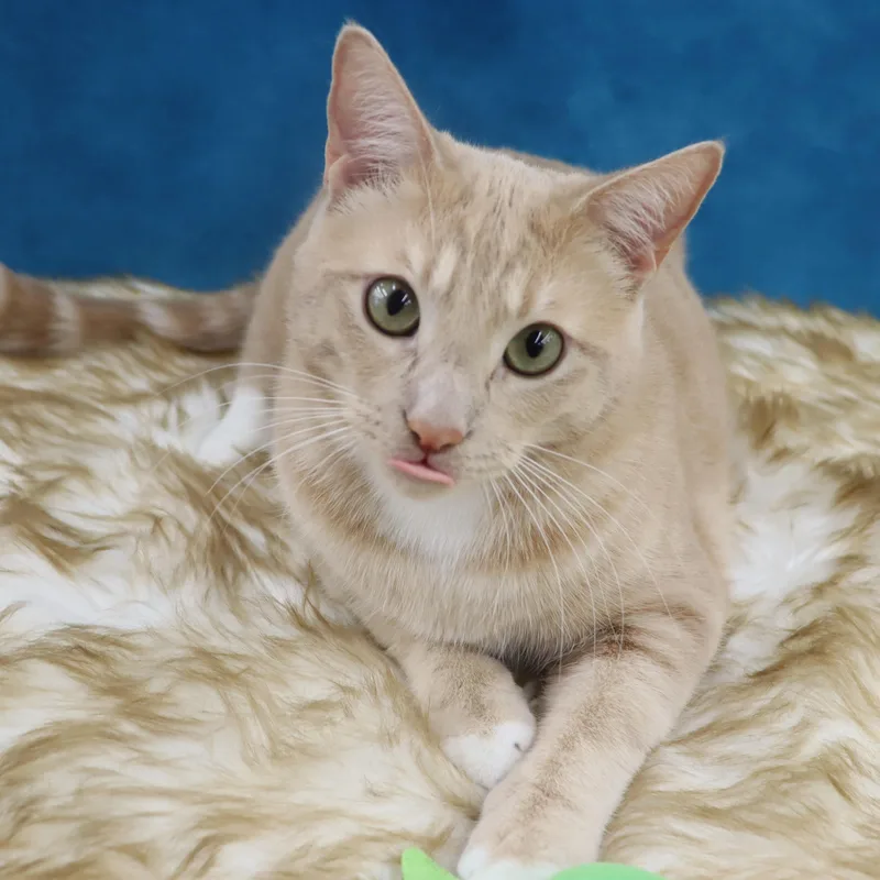 Spam  Purrsonality Plus! thumbnail 5