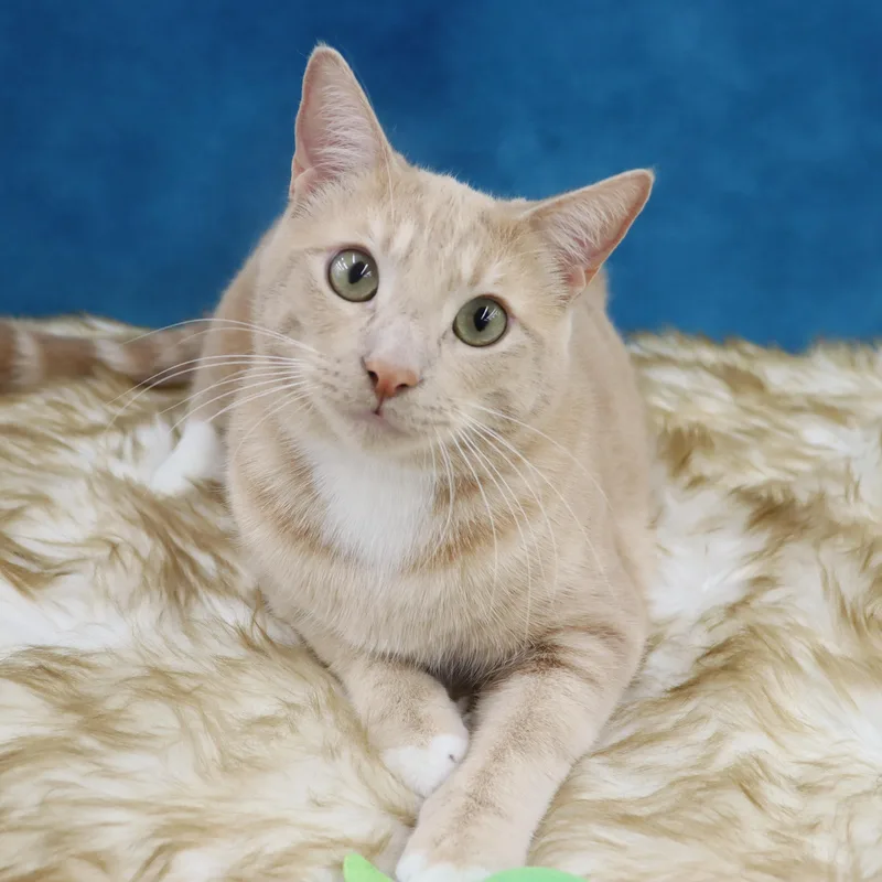 Spam  Purrsonality Plus!