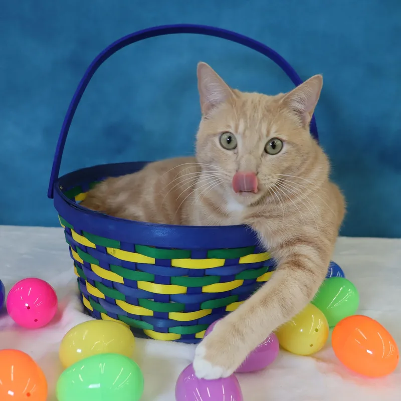 Spam  Purrsonality Plus! thumbnail 6