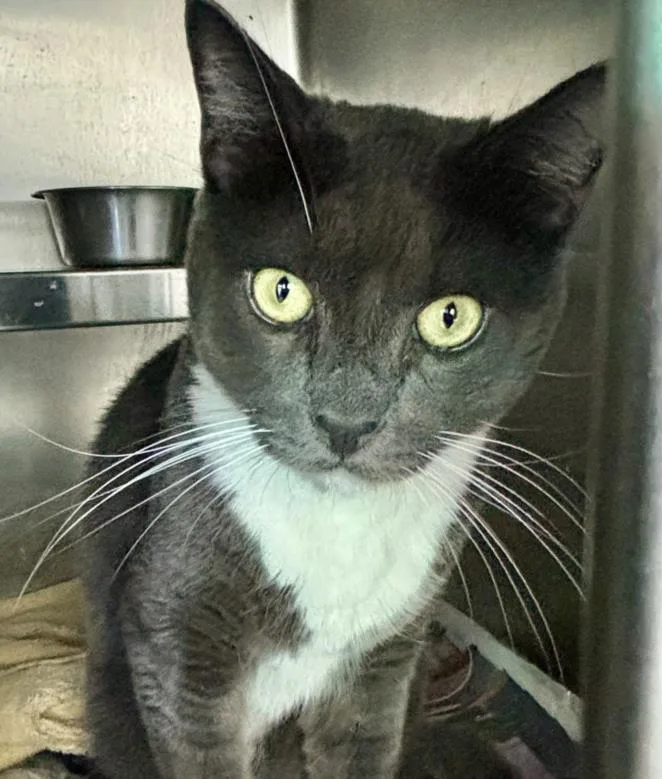 An adult large-sized male Domestic Short Hair cat named Sunny for adoption in Los Angeles, CA