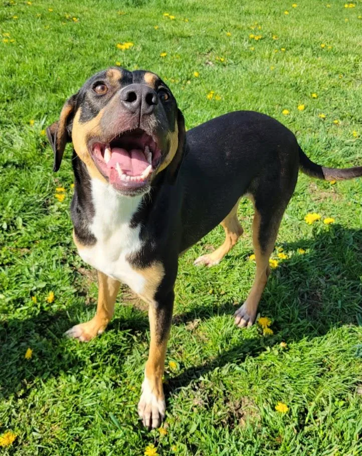 A young medium-sized male Tricolor (Brown, Black, & White) Shepherd dog named Twix for adoption in Lisbon, OH