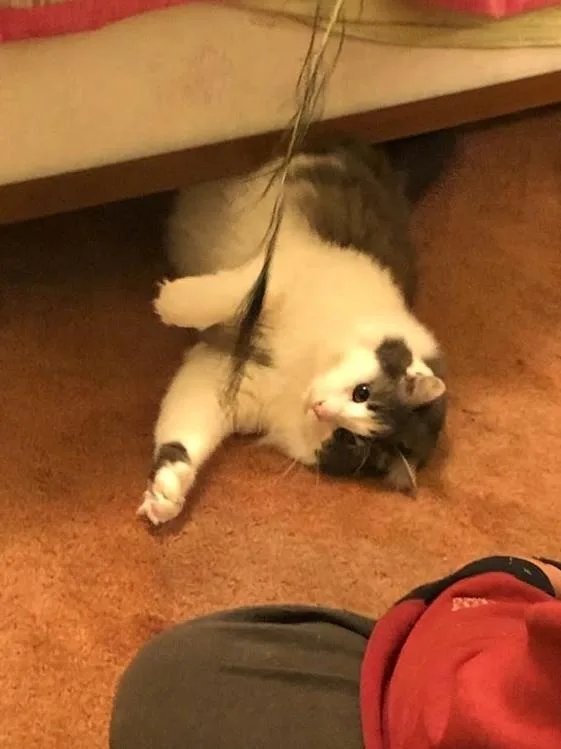 An adult medium-sized male Gray & White Domestic Medium Hair cat named Teddy Bear for adoption in San Jose, CA