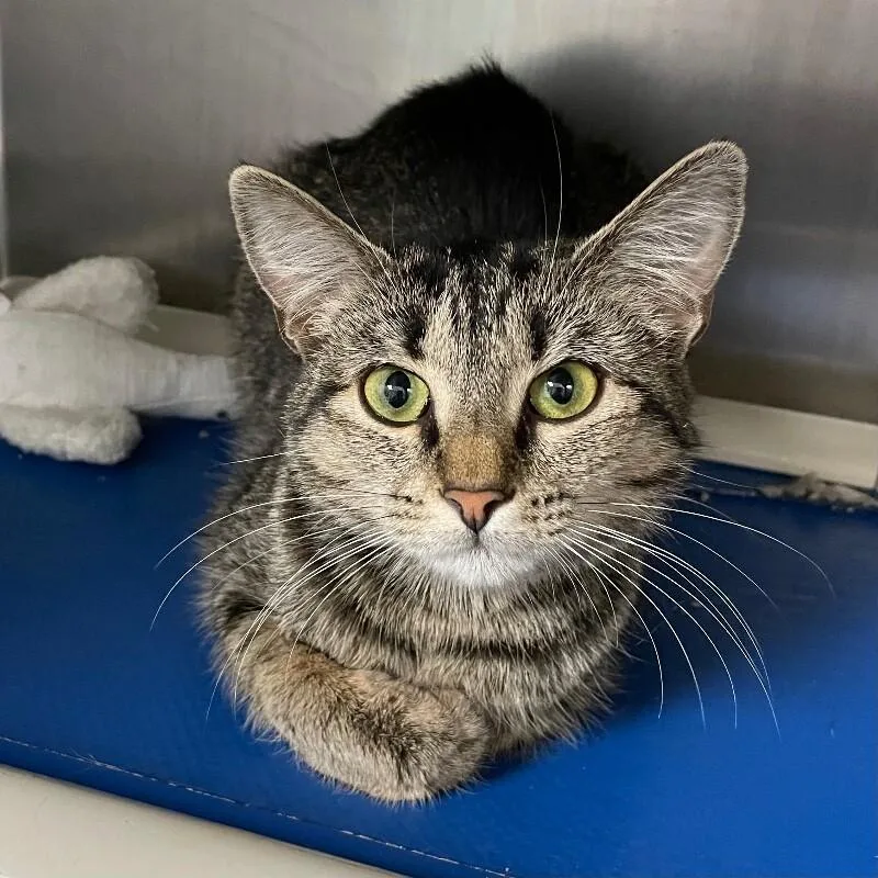 A young medium-sized female Domestic Short Hair cat named Astra for adoption in Roanoke, VA