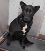 An adult large-sized male Black Labrador Retriever dog named Baba for adoption in Commerce, TX