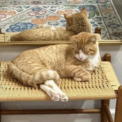An adult small-sized male Orange / Red Domestic Short Hair cat named Tomcat for adoption in Atlanta, GA